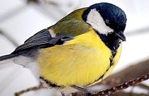 FILE: A European goldfinch sits on snow covered tree branches in a Bucharest park Sunday Jan. 30 2005.
