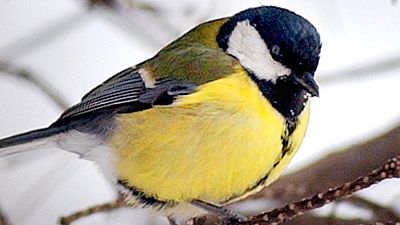 FILE: A European goldfinch sits on snow covered tree branches in a Bucharest park Sunday Jan. 30 2005.