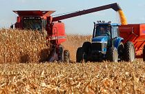 FILE: John Wilcox unloads his combine while his son Dave drives the tractor alongside while harvesting corn in Springfield, Ill., Monday, Sept. 29, 2003.