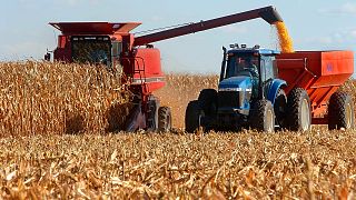 FILE: John Wilcox unloads his combine while his son Dave drives the tractor alongside while harvesting corn in Springfield, Ill., Monday, Sept. 29, 2003.