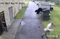 El video, grabado por las cámaras de seguridad del colegio, muestra al director corriendo asustado tras encontrar al oso escondido en el contenedor.