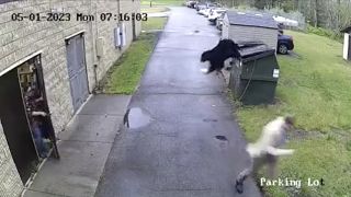 El video, grabado por las cámaras de seguridad del colegio, muestra al director corriendo asustado tras encontrar al oso escondido en el contenedor.