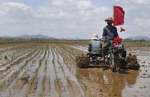 Földműves egy észak-koreai rizsföldön