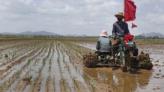 Földműves egy észak-koreai rizsföldön