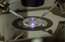 IVF usually requires a qualified embryologist working on a petri dish