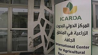 المركز الدولي للبحوث الزراعية في المناطق الجافة 