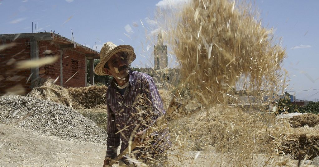 Maroc : des cultures résistantes à la sécheresse