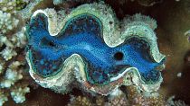 The Red Sea is a world famous diving spot.