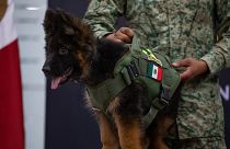 Türkiye'den Meksika'ya hediye edilen 'Arkadaş' köpeği için tören düzenlendi