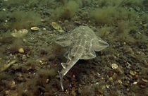 A rare angel shark spotted off the coast of Wales.