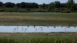 Die Tiere in den Sümpfen des Donana-Nationalparks, wo die Trockenheit den Wasserstand verringert hat.