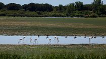 Animals are pictured in marshes at Donana National Park, where drought has reduced water levels.