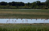 Die Tiere in den Sümpfen des Donana-Nationalparks, wo die Trockenheit den Wasserstand verringert hat.
