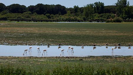 Animals are pictured in marshes at Donana National Park, where drought has reduced water levels.