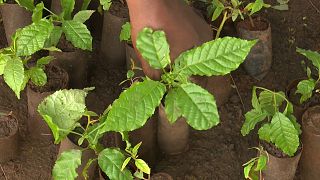 Uganda: Turning farm waste into biodegradable seedling pots