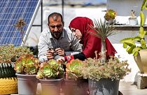 آلاء وسلامة بدوان على سطح منزلهما الذي تحول إلى مكان لزراعة الصبار واستخراج الزيت لعمل الصابون، في دير البلح قطاع غزة. 