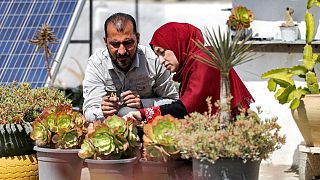 آلاء وسلامة بدوان على سطح منزلهما الذي تحول إلى مكان لزراعة الصبار واستخراج الزيت لعمل الصابون، في دير البلح قطاع غزة.