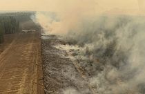 Área de floresta queimada perto de Edson, Alberta