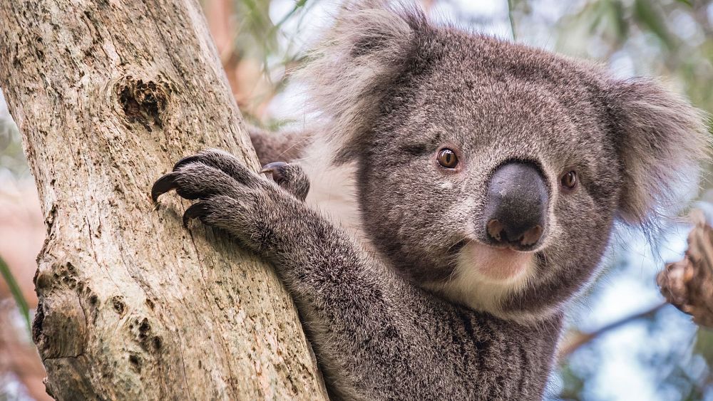 Scientists race to save endangered wild koalas from chlamydia TrendRadars