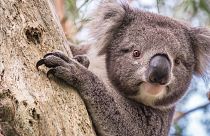 Unverwechselbar aber zunehmend gefährdet: der Koala'bär'. 