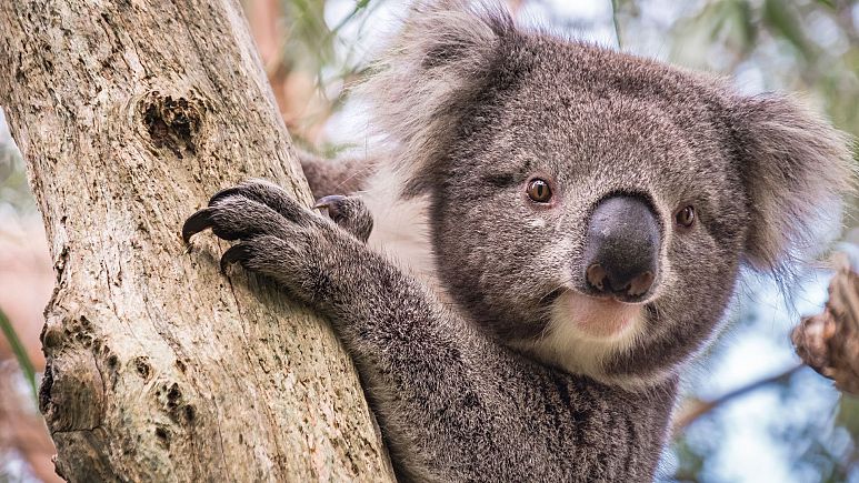 ‘Devastating’: Australian scientists race to save endangered wild koalas from chlamydia 