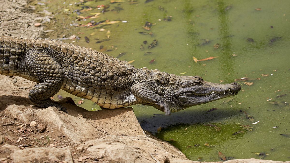 صورة لتمساح في حديقة كوكو للحيوانات البرية في الخرطوم في 25 يونيو 2020.