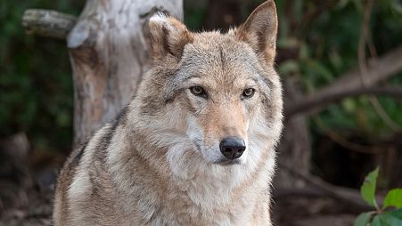 The return of the wolf in Europe has been hailed by conservationists but been met by resistance from farmers.