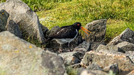 European nature areas and marine conservation sites like the Wadden Sea are threatened by oil, gas, and coal producers, a new report has shown.