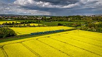 Eine U-Bahn fährt an blühenden Rapsfeldern in Frankfurt am Main vorbei, Freitag, 5. Mai 2023. Bemerkung: Der Zug im Bild wird nicht bestreikt.