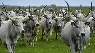 FILE: A herd of grey cattle are driven from their winter habitat to their summer pasture in the puszta or Hungarian steppe of Hortobagy, Hungary, May 8, 2019.
