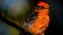 Handout photo released by the Galapagos National Park showing a Little Vermilion Flycatcher, also known as Darwin's Flycatcher 