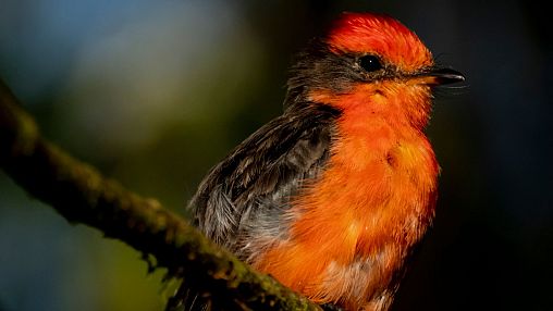 ‘New hope’: Tiny Galápagos island birds make promising comeback