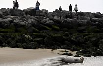 A seal rests on the beach in Ostend where volunteers from the North Seal Team protect them.
