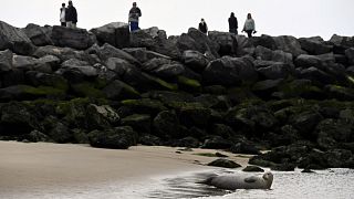 A seal rests on the beach in Ostend where volunteers from the North Seal Team protect them.