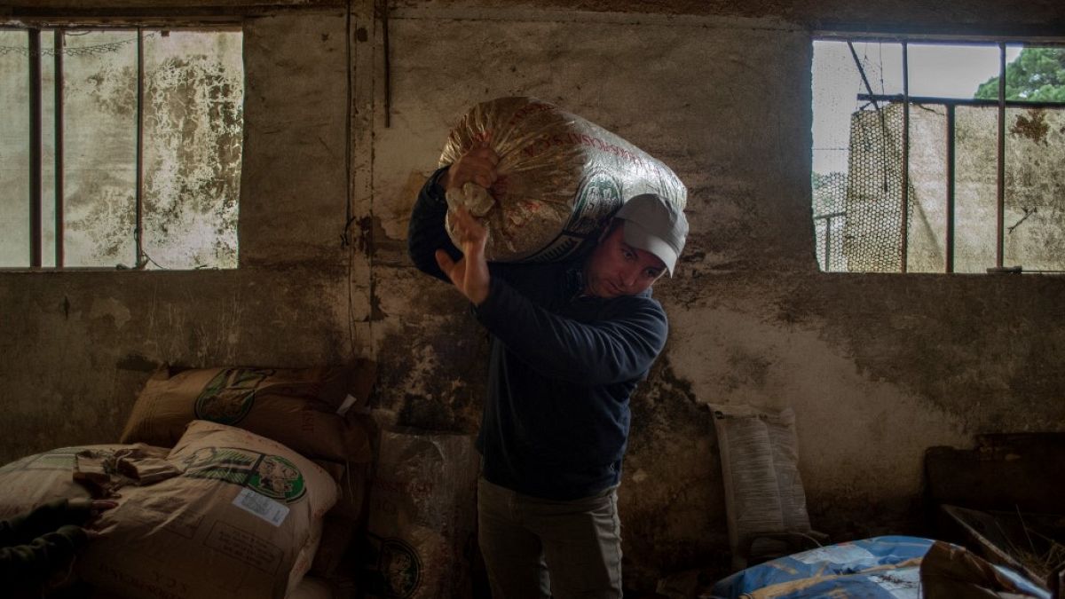 مزارع أوكراني يجمع محصوله من القمح