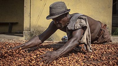 Ghana : le cacao, manne pour les industriels, amer pour les producteurs