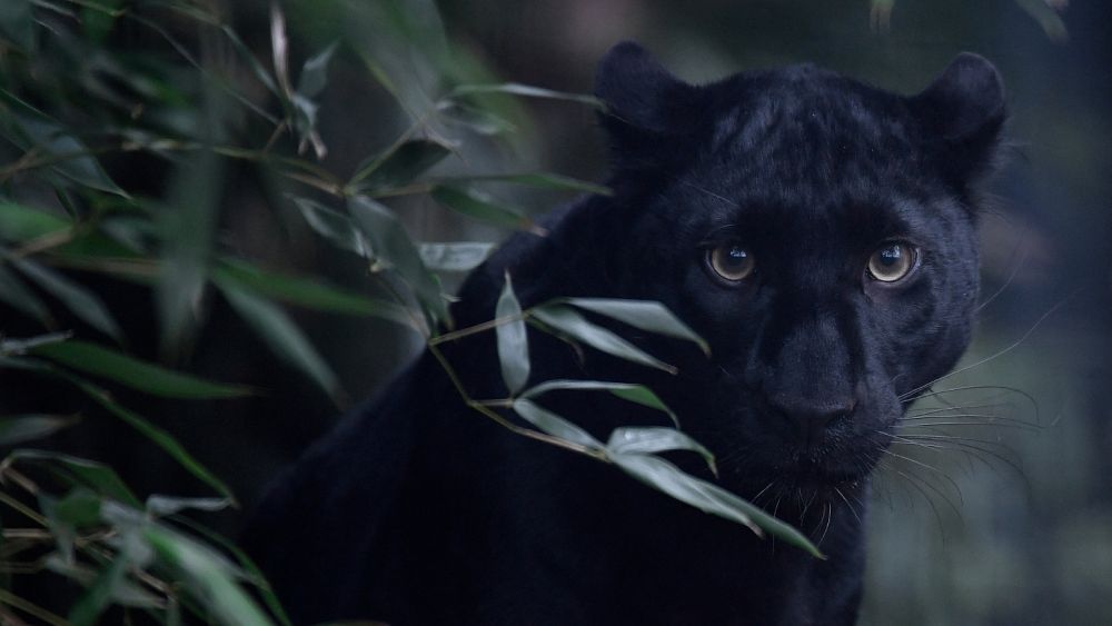 lion black panther hybrid