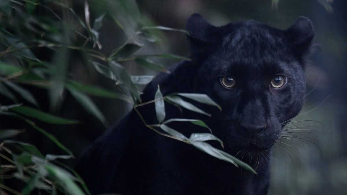 Pumas lynx and panthers Are big cats really roaming the British