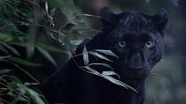 FILE: Black panther, 2020