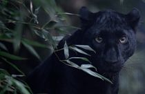 FILE: Black panther, 2020