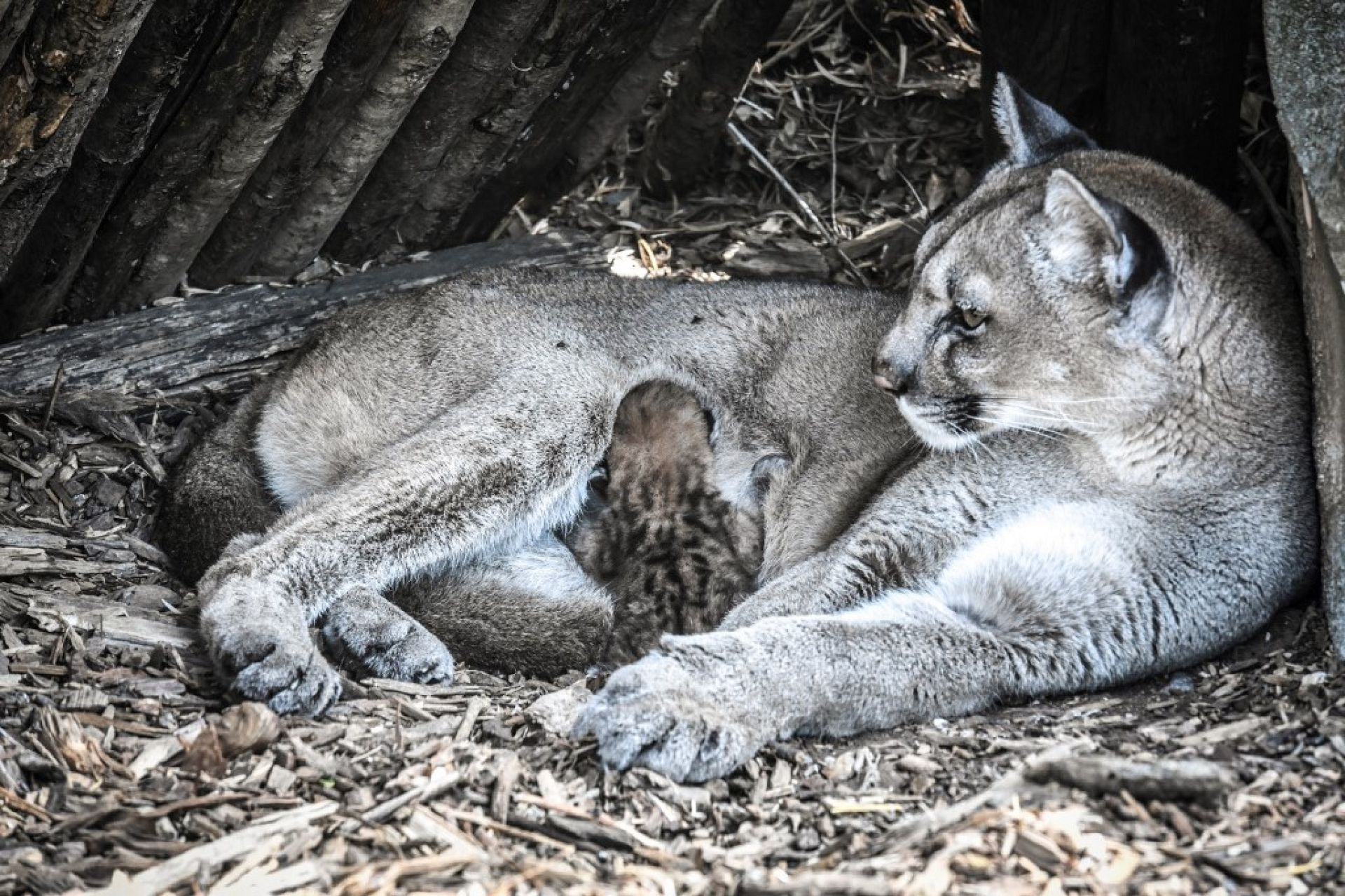 Pumas, Luchse und Panther: Streunen Großkatzen wirklich durch die ...