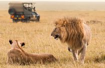 تصویری تزئینی از دو قلاده شیر در حیات وحش کنیا