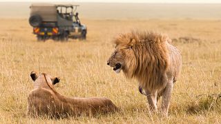 تصویری تزئینی از دو قلاده شیر در حیات وحش کنیا