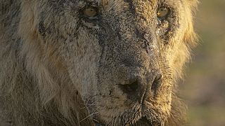10 lions killed in Kenya's Amboseli National Park 