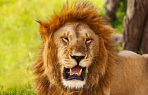 Il reste entre 20 000 et 40 000 lions à l'état sauvage