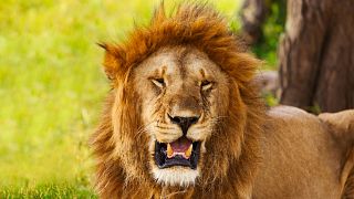 Il reste entre 20 000 et 40 000 lions à l'état sauvage