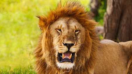One of the ‘world’s oldest’ lions has been killed in Africa after preying on livestock.