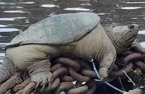 This plump snapping turtle was spotted relaxing along a Chicago waterway.