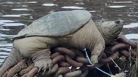 This plump snapping turtle was spotted relaxing along a Chicago waterway.