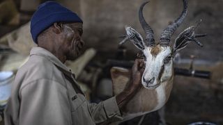 New UK law threatens South African taxidermists